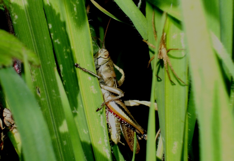 Eyprepocnemis plorans + Pisaura